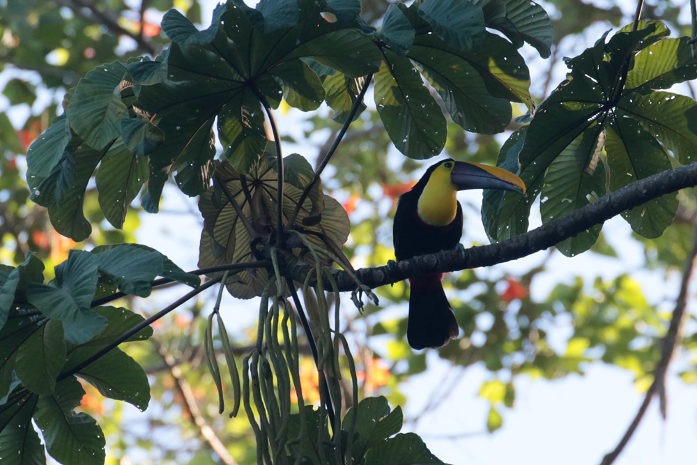 Yellow-throated Toucan